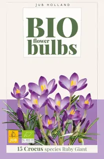 Crocus Tommasinianus Ruby Giant
