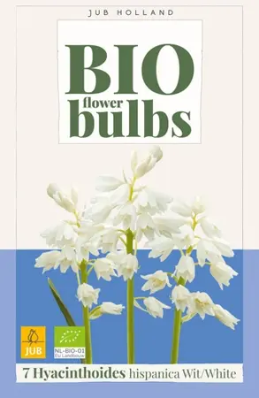 Biologische Spaanse boshyacint 'Wit' - 7 stuks