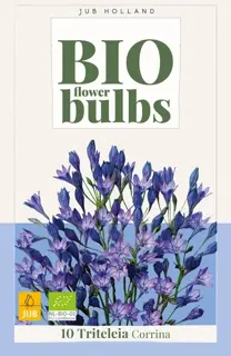 Biologische Triteleia 'Corrina' - 10 stuks