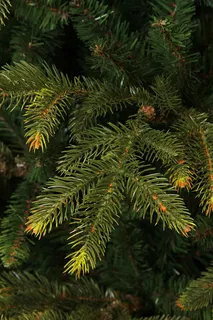 Black Box Trees Kunstkerstboom Frasier - H185cm met ledverlichting - afbeelding 6