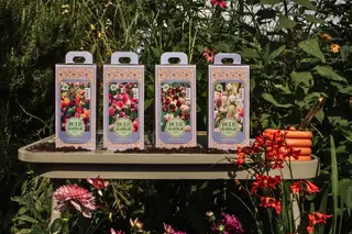 Bloembollen cadeaupakketten