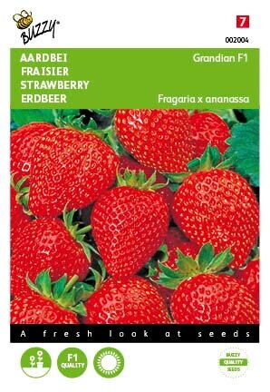 Buzzy® zaden - Aardbeien Grandian F1 - afbeelding 1