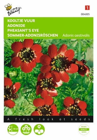 Buzzy® zaden - Adonis, Kooltje Vuur roodbloeiend - afbeelding 1