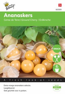 Buzzy® zaden - Ananaskers Physalis pruinosa - afbeelding 1