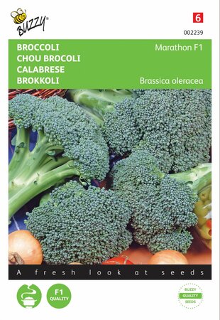 Buzzy® zaden - Broccoli Marathon F1 - afbeelding 1