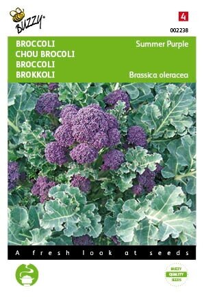 Buzzy® zaden - Broccoli Summer Purple - afbeelding 1