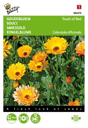 Buzzy® zaden - Calendula, Goudsbloem Touch of Red - afbeelding 1