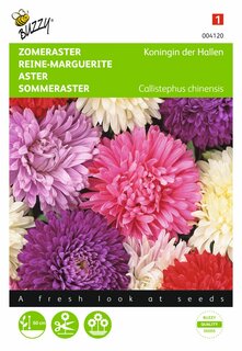 Buzzy® zaden - Callistephus, Zomeraster Koningin der Hallen gemengd - afbeelding 2