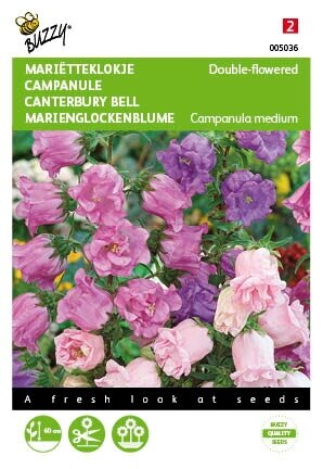 Buzzy® zaden - Campanula, Mariëtteklokje dubbelbloemig - afbeelding 1