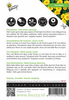 Buzzy® zaden - Chrysanthemum, Ganzebloem gele tinten gemengd - afbeelding 2