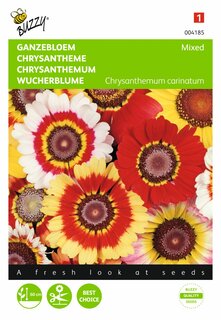 Buzzy® zaden - Chrysanthemum, Ganzebloem gemengd - afbeelding 1