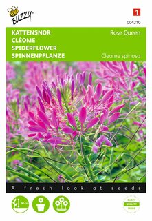 Buzzy® zaden - Cleome, Kattensnor Rose Queen - afbeelding 1