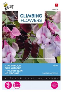 Buzzy® zaden - Climbing Flowers, Dolichos lablab, Hyacinthboon - afbeelding 3