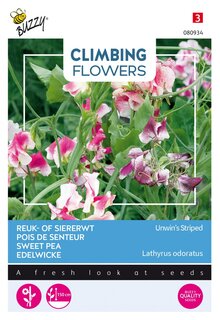 Buzzy® zaden - Climbing Flowers, Lathyrus Unwin's Striped - afbeelding 3