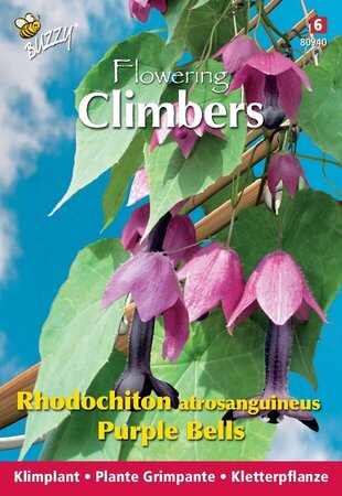 Buzzy® zaden - Climbing Flowers, Rhodochiton, Purple Bells - afbeelding 3
