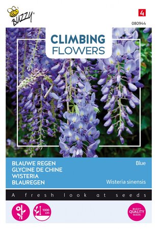 Buzzy® zaden - Climbing Flowers, Wisteria, Blauwe regen - afbeelding 1