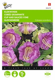 Buzzy® zaden - Cobaea, Klokwinde Violetblauw - afbeelding 2