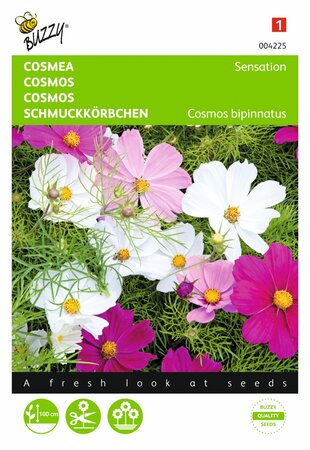 Buzzy® zaden - Cosmos, Cosmea Sensation gemengd - afbeelding 1
