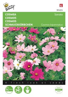 Buzzy® zaden - Cosmos, Cosmea Sonata gemengd - afbeelding 2