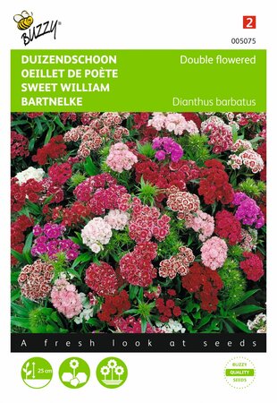 Buzzy® zaden - Dianthus, Duizendschoon dubbelbloemig gemengd - afbeelding 1