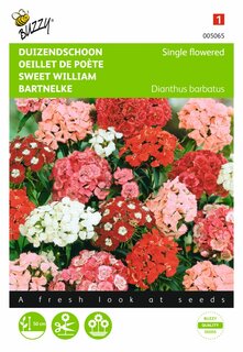 Buzzy® zaden - Dianthus, Duizendschoon enkelbloemig gemengd - afbeelding 1