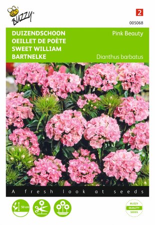 Buzzy® zaden - Dianthus, Duizenschoon Pink Beauty - afbeelding 1