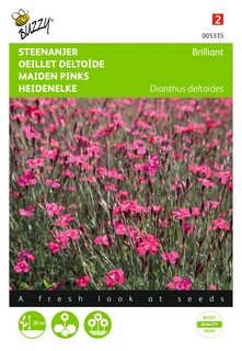 Buzzy® zaden - Dianthus, Steenanjer Brilliant - afbeelding 2