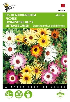 Buzzy® zaden - Dorotheanthus, IJsbloem kleurenmengsel - afbeelding 2