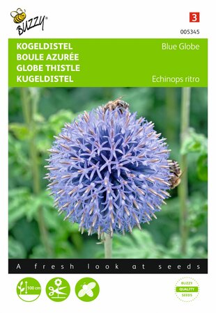 Buzzy® zaden - Echinops, Kogeldistel Blue Globe - afbeelding 1