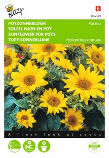 Buzzy® zaden - Helianthus, lage Potzonnebloem Pacino - afbeelding 1