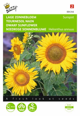 Buzzy® zaden - Helianthus, lage zonnebloem Sunspot geel - afbeelding 1