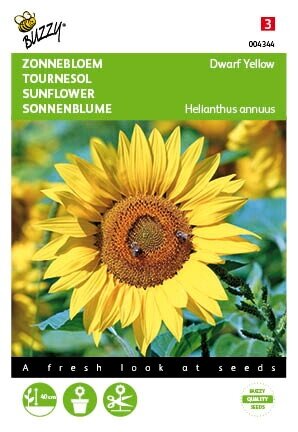 Buzzy® zaden - Helianthus, lage Zonnebloem Yellow - afbeelding 1