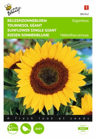 Buzzy® zaden - Helianthus, Reuzenzonnebloem Giganteus - afbeelding 1