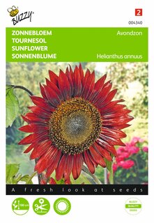 Buzzy® zaden - Helianthus, Zonnebloem Avondzon - afbeelding 1