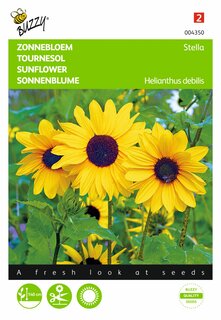 Buzzy® zaden - Helianthus, Zonnebloem Stella kleinbloemig - afbeelding 1