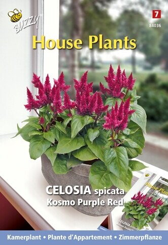 Buzzy® zaden - House Plants Celosia, Hanenkam Purple Red - afbeelding 1