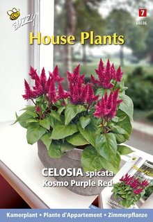 Buzzy® zaden - House Plants Celosia, Hanenkam Purple Red - afbeelding 2