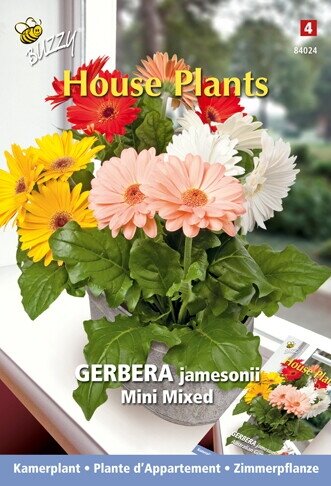 Buzzy® zaden - House Plants Gerbera mini gemengd - afbeelding 2