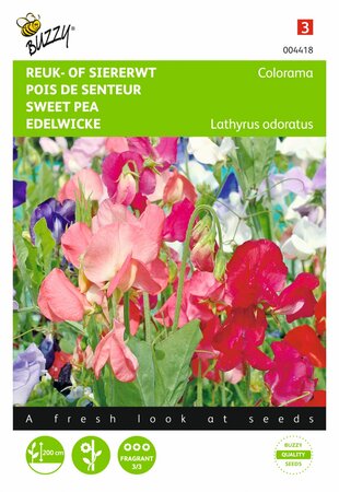 Buzzy® zaden - Lathyrus, Reuk- of siererwt Colorama - afbeelding 1