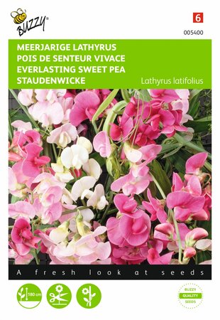 Buzzy® zaden - Lathyrus, Sier- of Reukerwt meerjarig - afbeelding 1