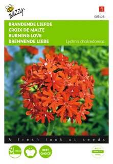 Buzzy® zaden - Lychnis, Brandende Liefde - afbeelding 1