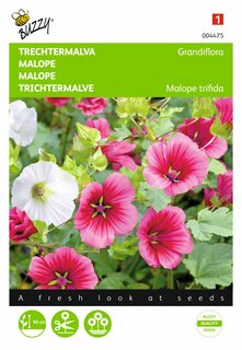 Buzzy® zaden - Malope, Trechtermalva Grandiflora gemengd - afbeelding 2