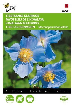 Buzzy® zaden - Meconopsis, Tibetaanse Klaproos blauw - afbeelding 1