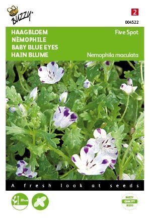 Buzzy® zaden - Nemophila, Haagbloem Five spot - afbeelding 1