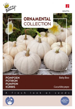 Buzzy® zaden - Ornamental, Pompoen Baby Boo - afbeelding 1