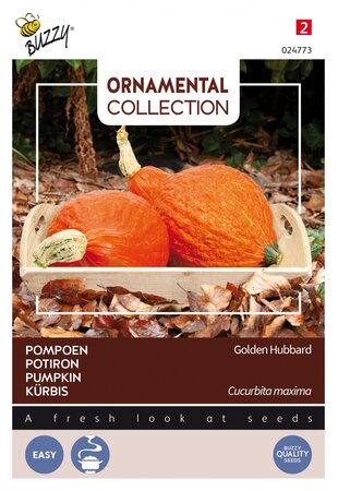 Buzzy® zaden - Ornamental Collection - Pompoen Golden Hubbard - afbeelding 1