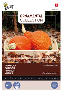 Buzzy® zaden - Ornamental Collection - Pompoen Golden Hubbard - afbeelding 1