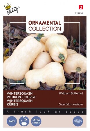 Buzzy® zaden - Ornamental Wintersquash Waltham Butternut - afbeelding 1