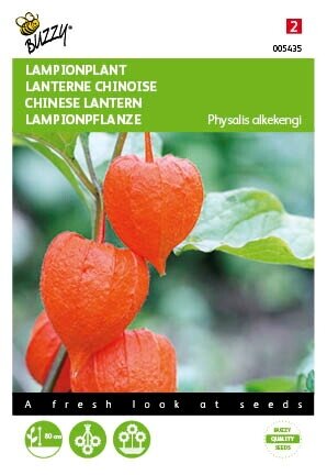 Buzzy® zaden - Physalis, Lampionplant - afbeelding 1