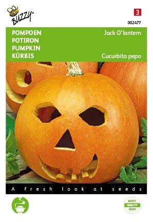 Buzzy® zaden - Pompoenen Jack O'Lantern (Cucub.Pepo) - afbeelding 1